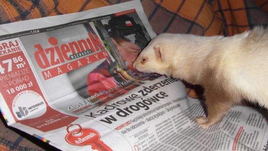 Wybieramy najsympatyczniejsze Zwierzaki 2014