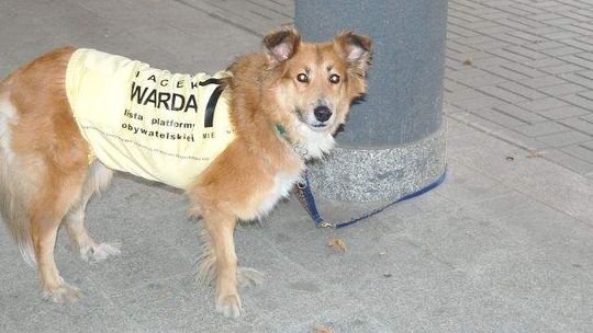 Wybory 2010: Samoloty, psy, plakaty, czyli jak promują się kandydaci