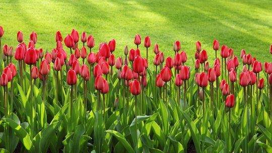 Wybrane oferty pracy za granicą. Wymagania, ile można zarobić?