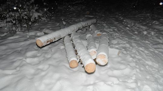 Wyciął drzewa na nieswojej działce, grozi mu 5 lat więzienia