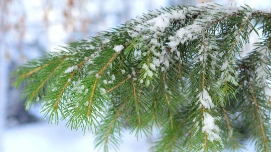 Wyciął drzewko i niósł przez 6 km. Dzielnicowy trafił do niego po śladach