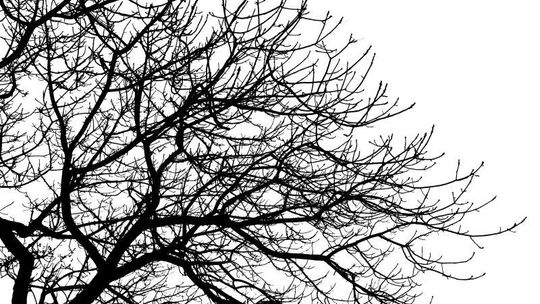 Wyciął jabłonkę u szefa. To nic złego 