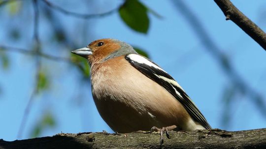 Wycieczka ornitologiczna w Puławach