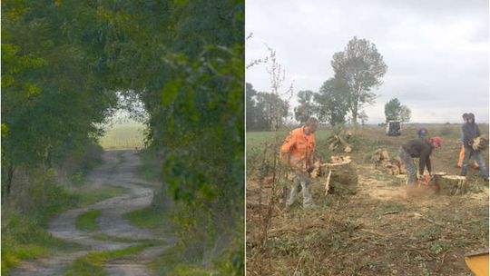 Wycięli 200-letnie akacje bez zgody konserwatora. Sprawa trafi do prokuratury?