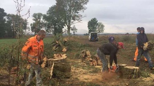 Wycięli 200-letnie drzewa. Kto jest winny?