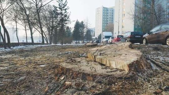Wycięli 42 drzewa, zbudują parking. "Przecież ta zieleń oddzielała osiedle od ruchliwej ulicy"