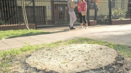 Wycięli drzewa, bo zagrażały sieci ciepłowniczej 