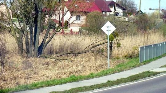 Wycięli drzewa nadgryzione przez bobry. Dla bezpieczeństwa