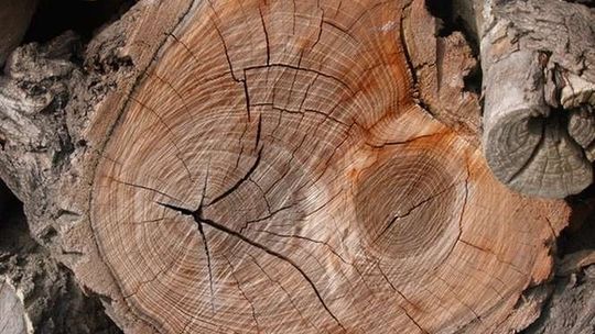 Wycięli drzewo, muszą zapłacić 20 tys. zł kary