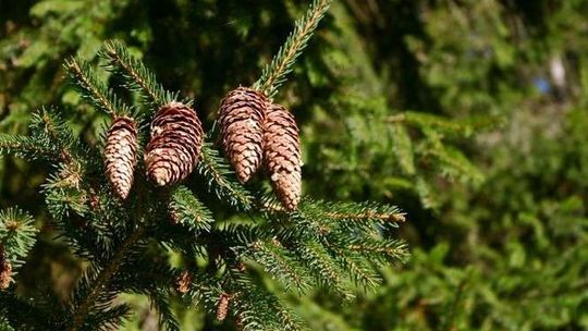 Wycięli drzewo w mieście. Znów nielegalnie
