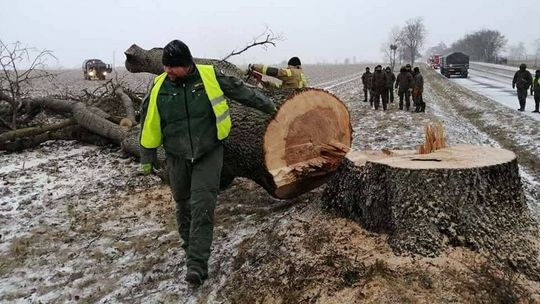 Wycinają drzewa ku chwale Ojczyzny. „Suchy opał z trasy 816 trafia prosto nad Bug!”