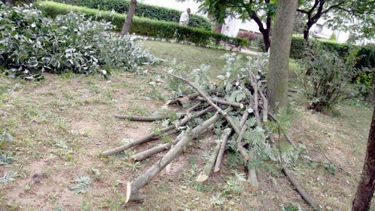 Wycinają drzewa na Czubach, ale mają zezwolenie