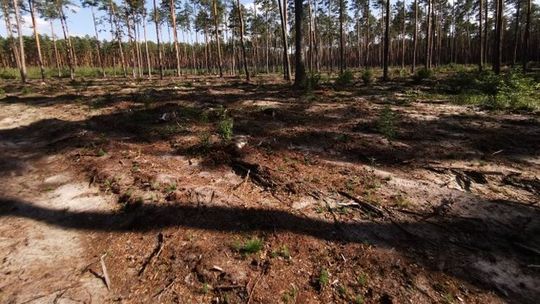 Wycinają "jedynie" 103-letnie sosny na Roztoczu. "Wkurzyłem się i zadzwoniłem do nadleśnictwa"