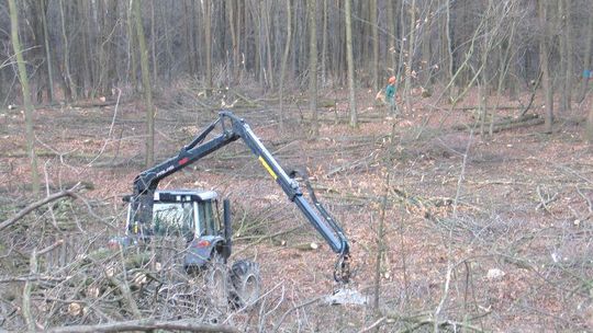 Wycinają las, stok w Kumowej Dolinie będzie większy