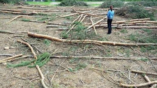 Wycinają las, żeby zasadzić... las. "W ewidencji gruntów jest to grunt rolny"