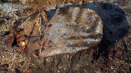 Wycinał drzewo na swojej posesji. Zginął przygnieciony konarem