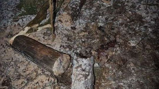 Wycinał drzewo, spadł na niego konar. 59-latek zmarł