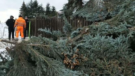 Wycinali drzewa w asyście ochroniarzy. Wcześniej protestowali mieszkańcy [zdjęcia]
