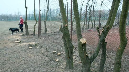Wycinka drzew na Czechowie. Mirabelek nic nie chroni