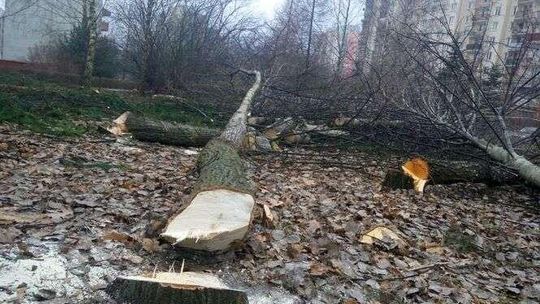 Wycinka drzew na Czechowie. Na prywatnej działce, wszystko zgodnie z ustawą