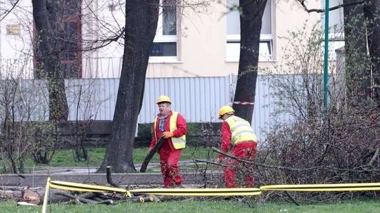 Wycinka drzew na pl. Litewskim w szczycie okresu lęgowego - zarzucają ekolodzy