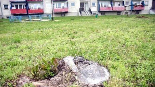 Wycinka drzew przy ul. Walecznych. Będzie wyższa kara dla byłego dyrektora?