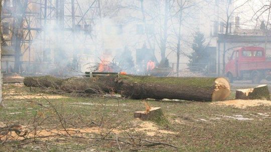 Wycinka drzew w centrum Zamościa. \"Nie rokowały na przeżycie\"