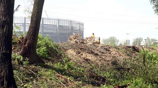 Wycinka drzew w parku Ludowym. Kto widzi ptaki, a kto nie