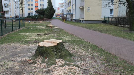 Wycinka drzew w Puławach. Mieszkaniec oburzony, spółdzielnia wyjaśnia