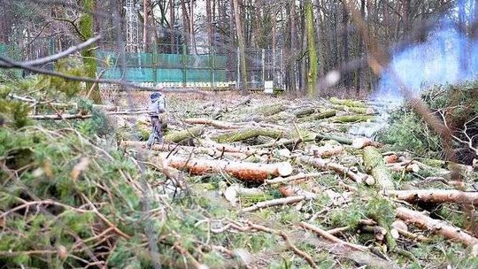 Wycinka drzew w Świdniku. Będą budować nowe korty tenisowe