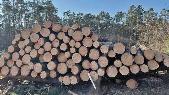 Wycinka w kraśnickim lesie. Mieszkańcy rozczarowani po spotkaniu