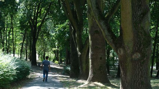 Wycinka w parku Akademickim w Lublinie. Zniknie 11 drzew