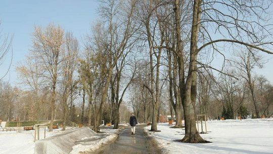 Wycinki drzew dotarły do parku Ludowego. A otworzyli go zaledwie pod koniec grudnia