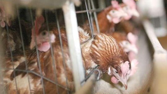 Wycofają najtańsze jaja z chowu klatkowego. Chodzi o świadomość ekologiczną klientów