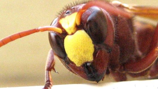 Wyganiał osę. Rozbił ciężarówkę