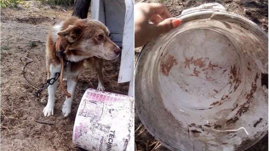 Wygłodzony pies odebrany właścicielowi. Jest też doniesienie do prokuratury