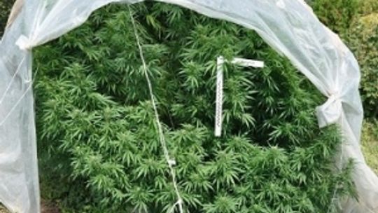 Wyhodował 2,5-metrowe konopie w tunelu z folii