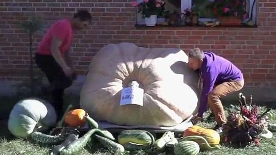 Wyhodował gigantyczną dynię. Warzywo waży 648 kg!