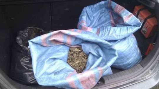 Wyhodowali kilogramy marihuany warte pół miliona zł. Zostali aresztowani