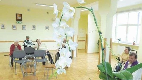 Wyhodowali wielkiego storczyka