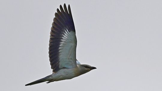 Wyjątkowo rzadki, jeden z najbarwniejszych. Znów zaobserwowali tego ptaka na Roztoczu