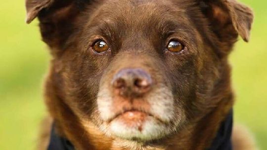 Wykład: o czym myśli pies