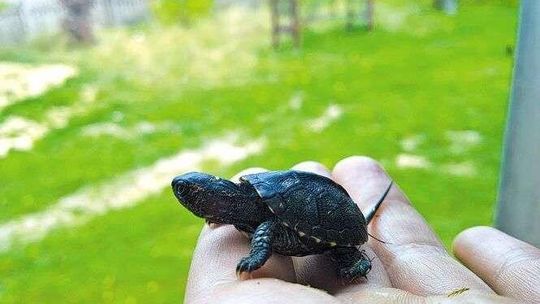 Wykluło się już ponad 500 żółwików. Niezwykły czas w Poleskim Parku Narodowym