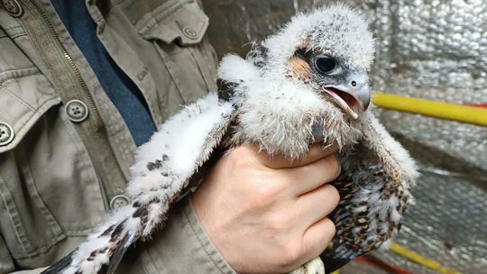 Wykluły się dwa młode sokoły. Dostały obrączki