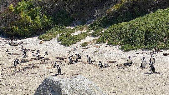 Wykonawca wybrany. Wiadomo kto zbuduje pingwinarium w ZOO