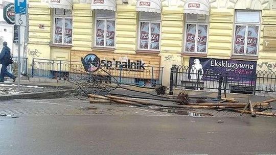 Wykopali drzewka w centrum Lublina, żeby… na nowo posadzić