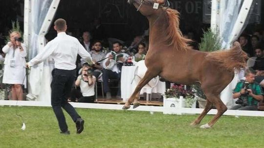 Wykopani z pokazów koni w Janowie Podlaskim. "Za krytykę zamyka się nam usta?"