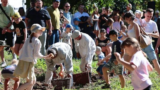 Wykopki kartoflane jak dawniej. Tradycja ożyła w Muzeum Wsi Lubelskiej 