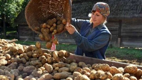 Wykopki kartoflane w Skansenie