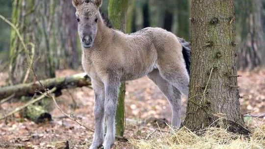 Wymyśl imię dla konika polskiego